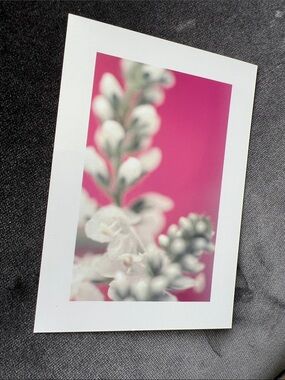 Salvia With Pink